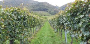 Vineyards along the way